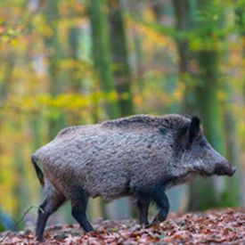 Odoo CMS – ein umfassendes Bild