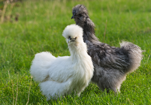 Rassegeflügel - wie werden Hühner richtig gehalten?