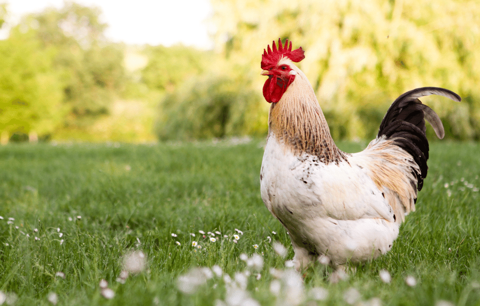Rassegeflügel - wie werden Hühner richtig gehalten?