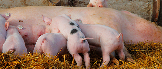 Anforderungen an Haltung, Fütterung &amp; Hygiene in der Schweinehaltung