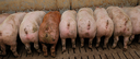 Online-Fortbildung für Schweinehalter: Eigenkontrolle im Schweinestall
