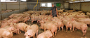 Online-Fortbildung für Schweinehalter: Schwanzbeißen - Prävention und Maßnahmen beim Auftreten