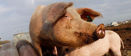 Biosicherheit im Schweinebetrieb