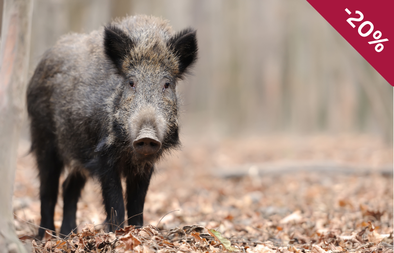 Kompaktwissen zur Afrikanischen Schweinepest - Fortbildung zur Prävention der ASP