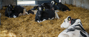 Online-Fortbildung Milchfieber in der Herde stoppen