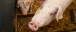 Fortbildung Nottötung &amp; Kadaverlagerung in der Schweinehaltung