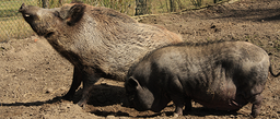 Kompaktwissen zur Afrikanischen Schweinepest - Fortbildung zur Prävention der ASP